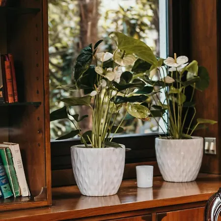 Apartment Library - Candela *